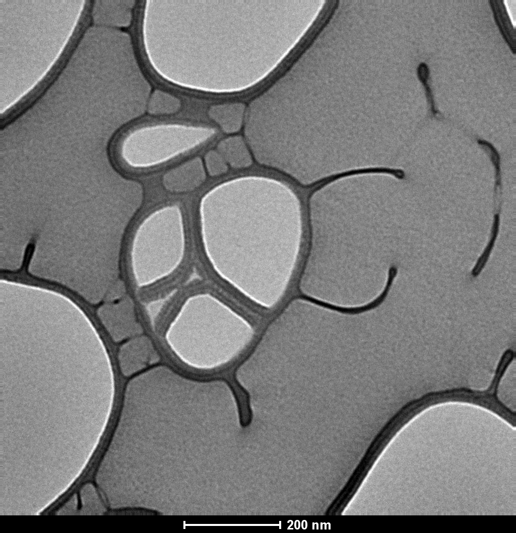 Bright Fresnel fringes.